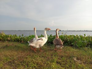 Three geese are standing on grassy land near a body of water. 