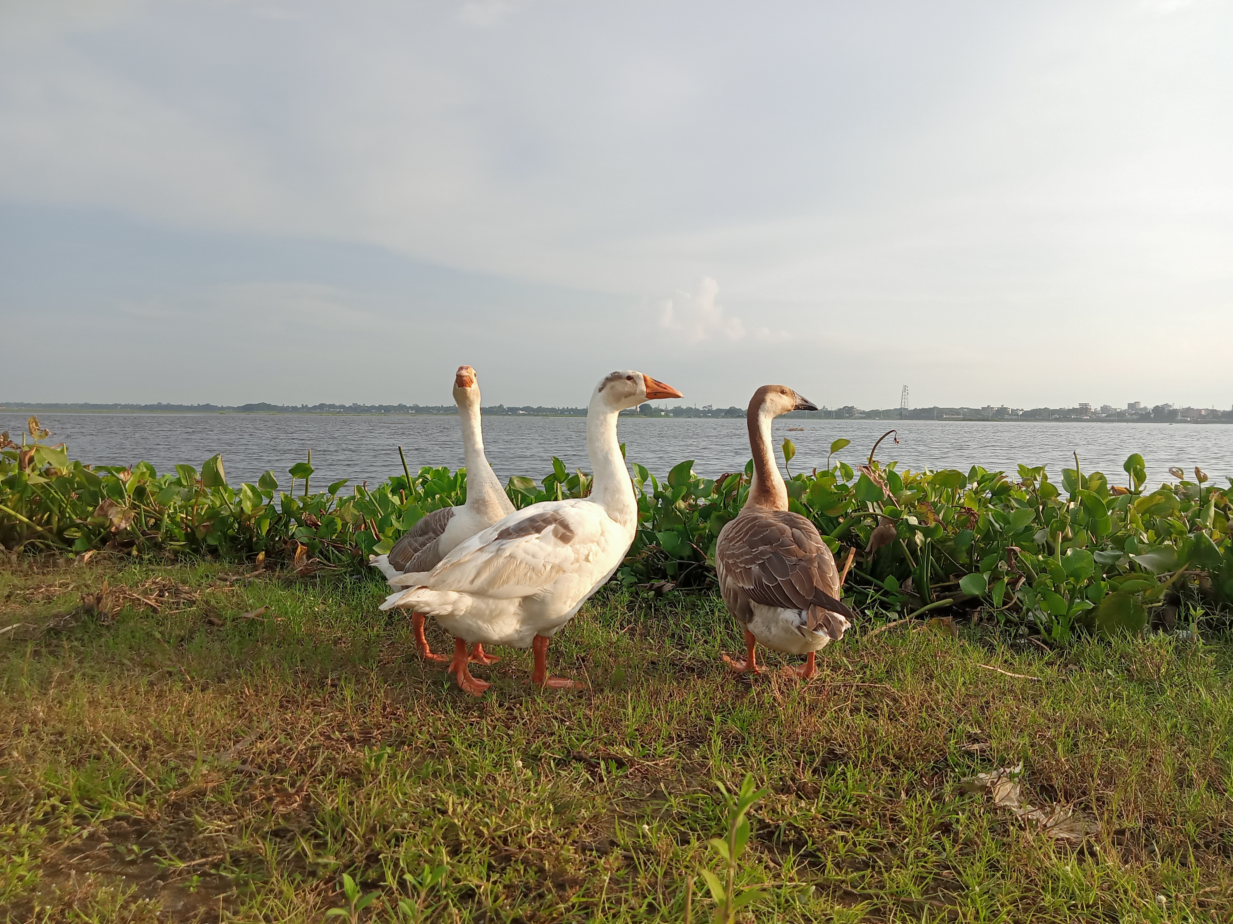 Three geese are standing on grassy land near a body of water.