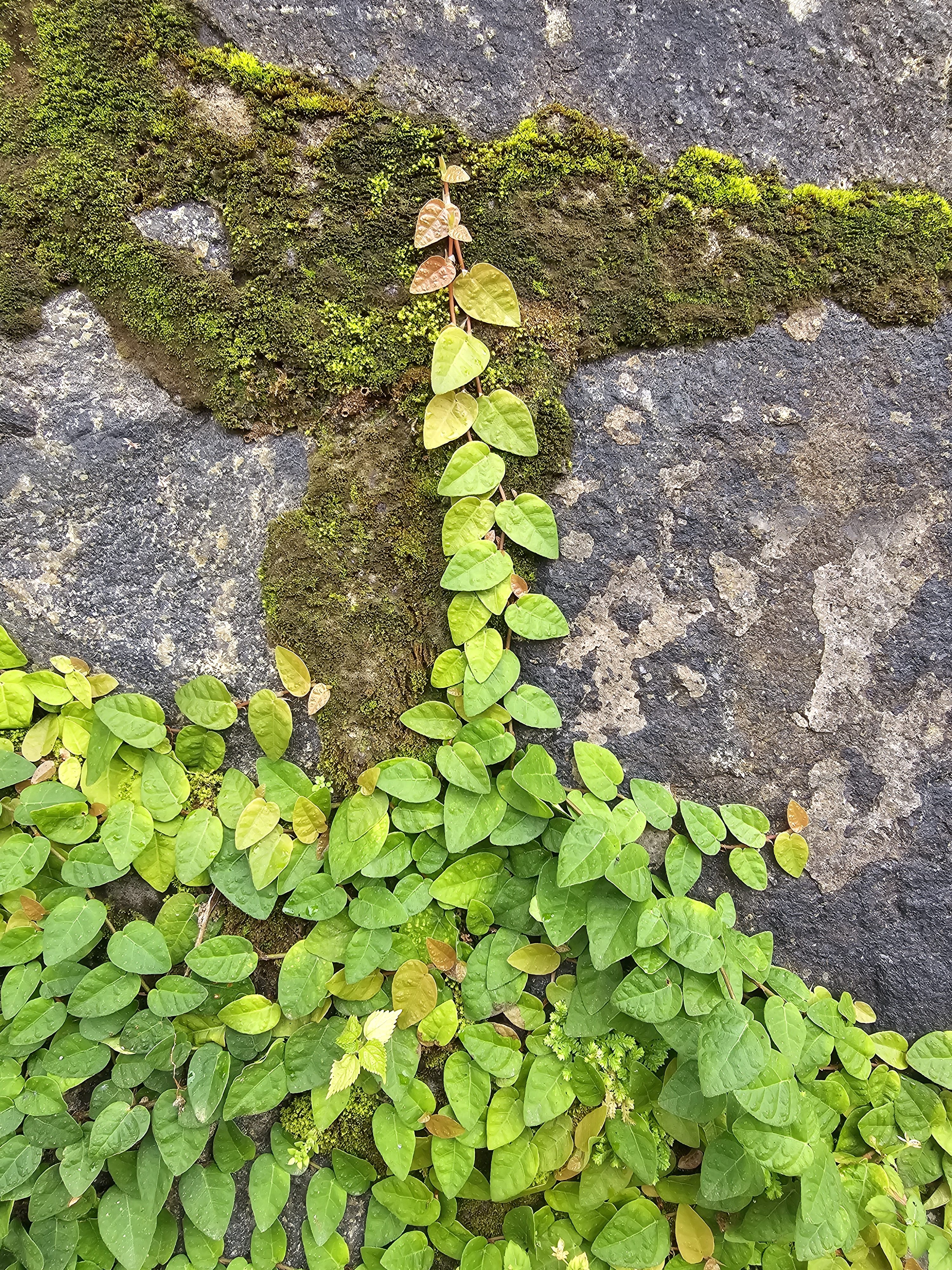 A single vine of green and yellow leaves climbs over moss-covered stone, showing nature’s resilience. Captured in Puttekadavu, Perumanna, Kozhikode.
