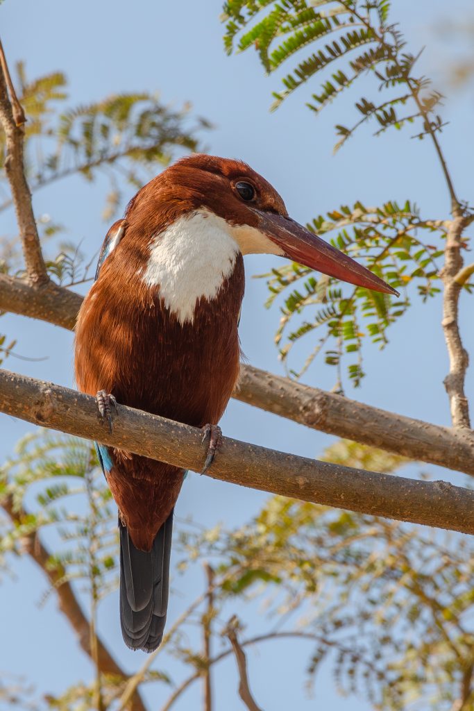A White-throated Kingfisher on a branch, with chestnut plumage, a white throat, and a long red bill against the blue sky.
