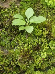 A tiny plant rises from a mossy wall, thriving in nature’s quiet care. Captured in Puttekadavu, Perumanna, Kozhikode