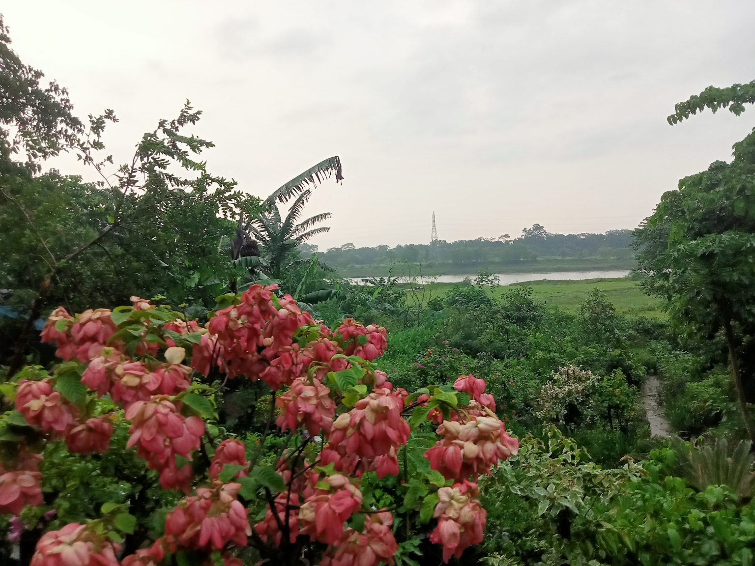 A clear view of a beautiful flowers and a lake in its background. Mymensingh, Bangladesh #SummerPhotoContest