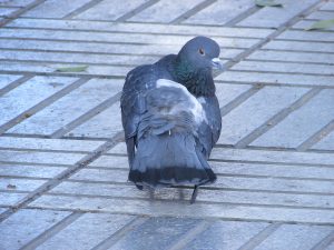 A pigeon with a mix of gray and iridescent green feathers stands on a tiled surface. Its wings are partially spread, revealing a white patch showcasing its rounded body and distinct head shape. The background features a few scattered leaves and a patterned stone floor.
