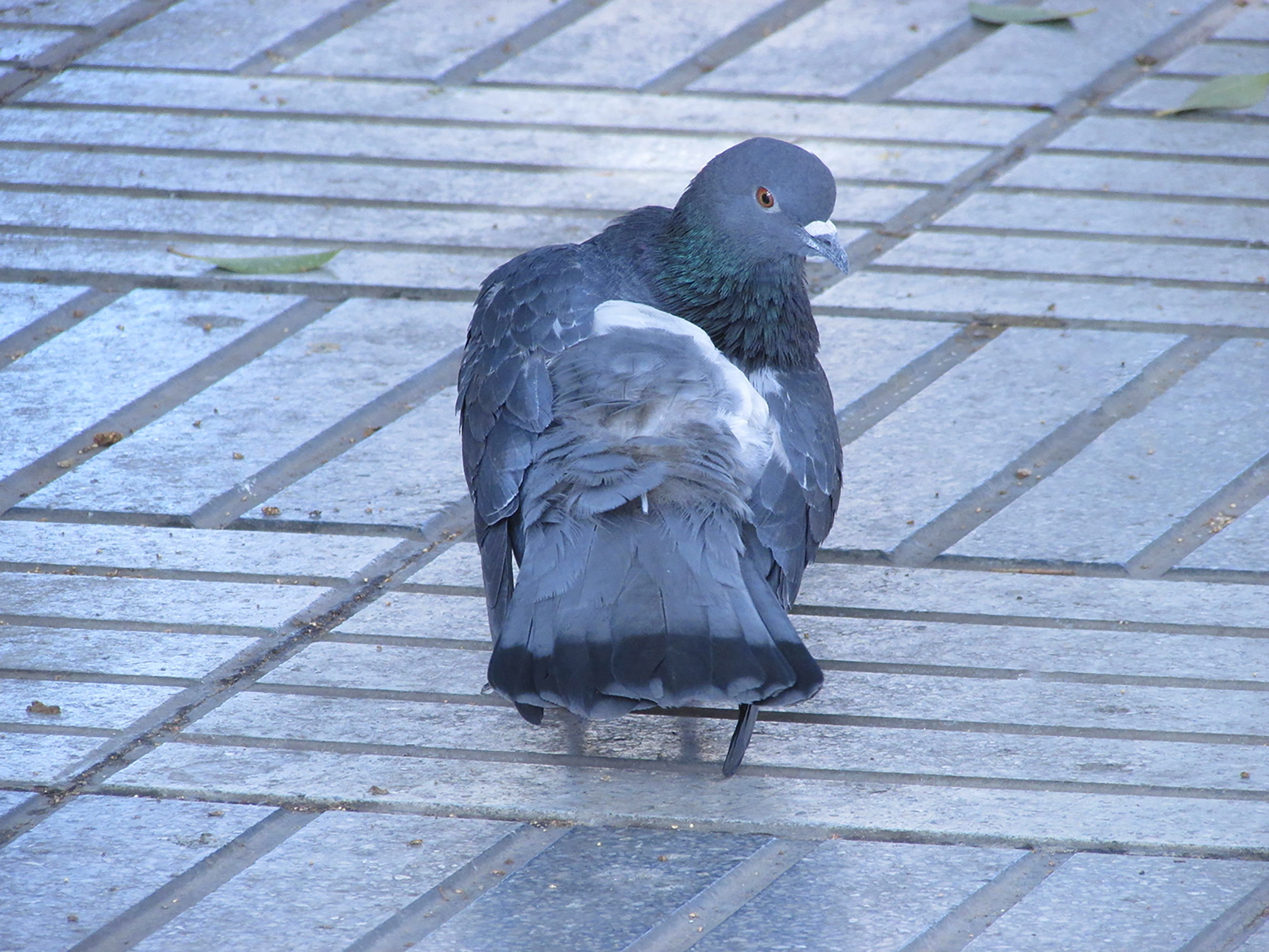 A pigeon with a mix of gray and iridescent green feathers stands on a tiled surface. Its wings are partially spread, revealing a white patch showcasing its rounded body and distinct head shape. The background features a few scattered leaves and a patterned stone floor.