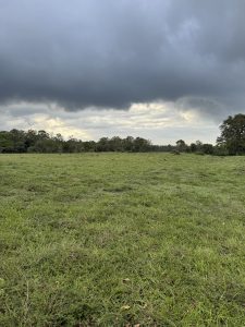 A broad, open field of green grass stretches toward a distant line of trees. The sky above is heavy with dark, stormy clouds, creating a dramatic and somber mood. In the middle of the field, a small group of animals can be seen grazing.