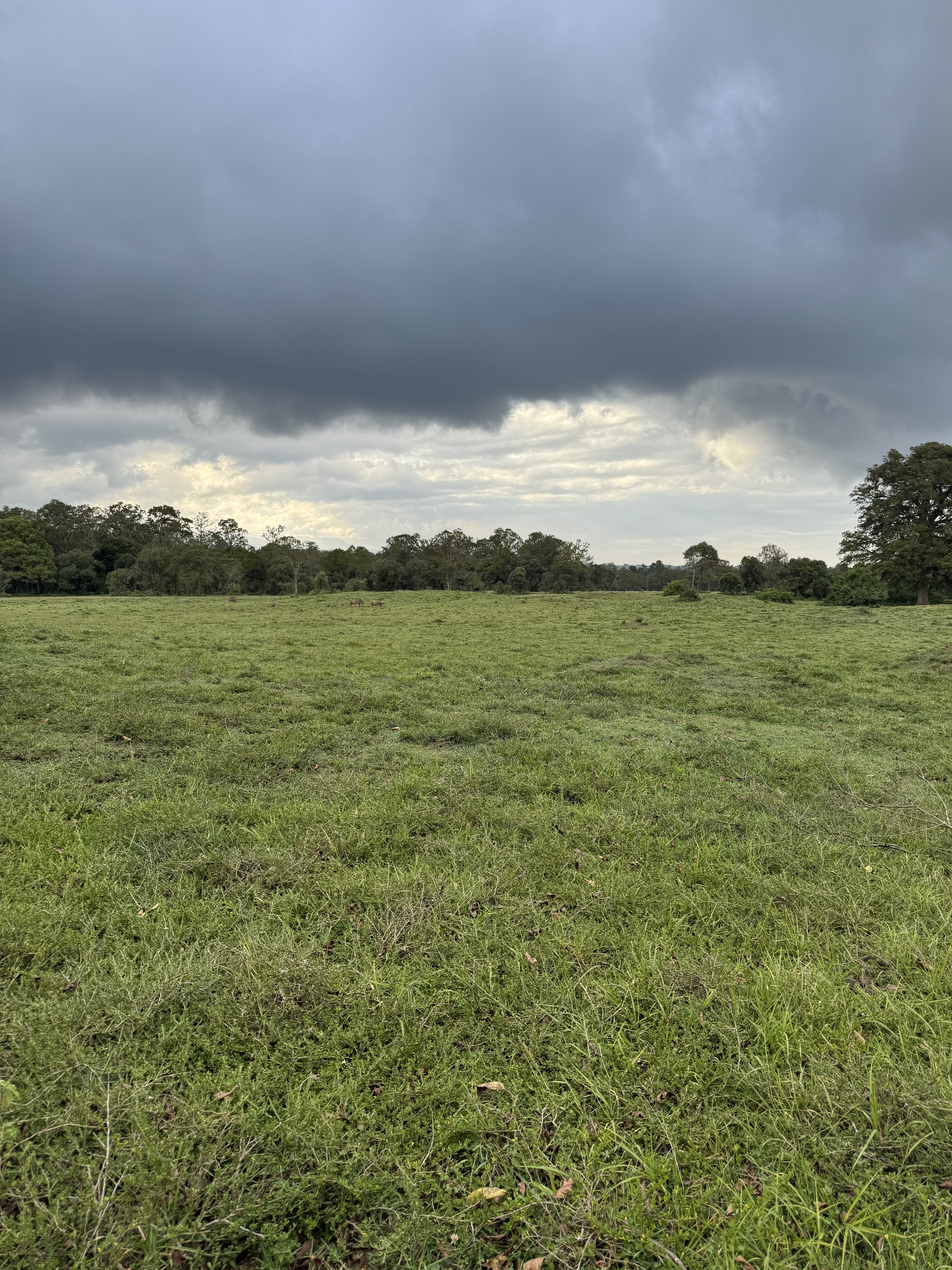 A broad, open field of green grass stretches toward a distant line of trees. The sky above is heavy with dark, stormy clouds, creating a dramatic and somber mood. In the middle of the field, a small group of animals can be seen grazing.