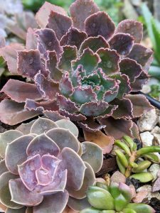 Echeveria “Neon Glow” and Echeveria “Perle von Nurnburg” succulents with raindrops. Burgundy and light purple flower-like succulents on top of decorative rocks.