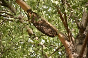 A beehive hanging from the branch of a Peepal tree (Ficus religiosa), surrounded by fresh green leaves. Captured in Delhi, it shows the bees working together in their natural home.
