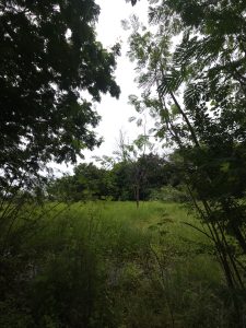 A solitary tree stands in a grassy field, half-bare and half-leafy. Its quiet presence tells a story of resilience amid changing seasons.
