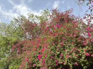 Bright pink bougainvillea flowers blooming abundantly on a sunny day, set against a backdrop of green leaves and blue sky.
