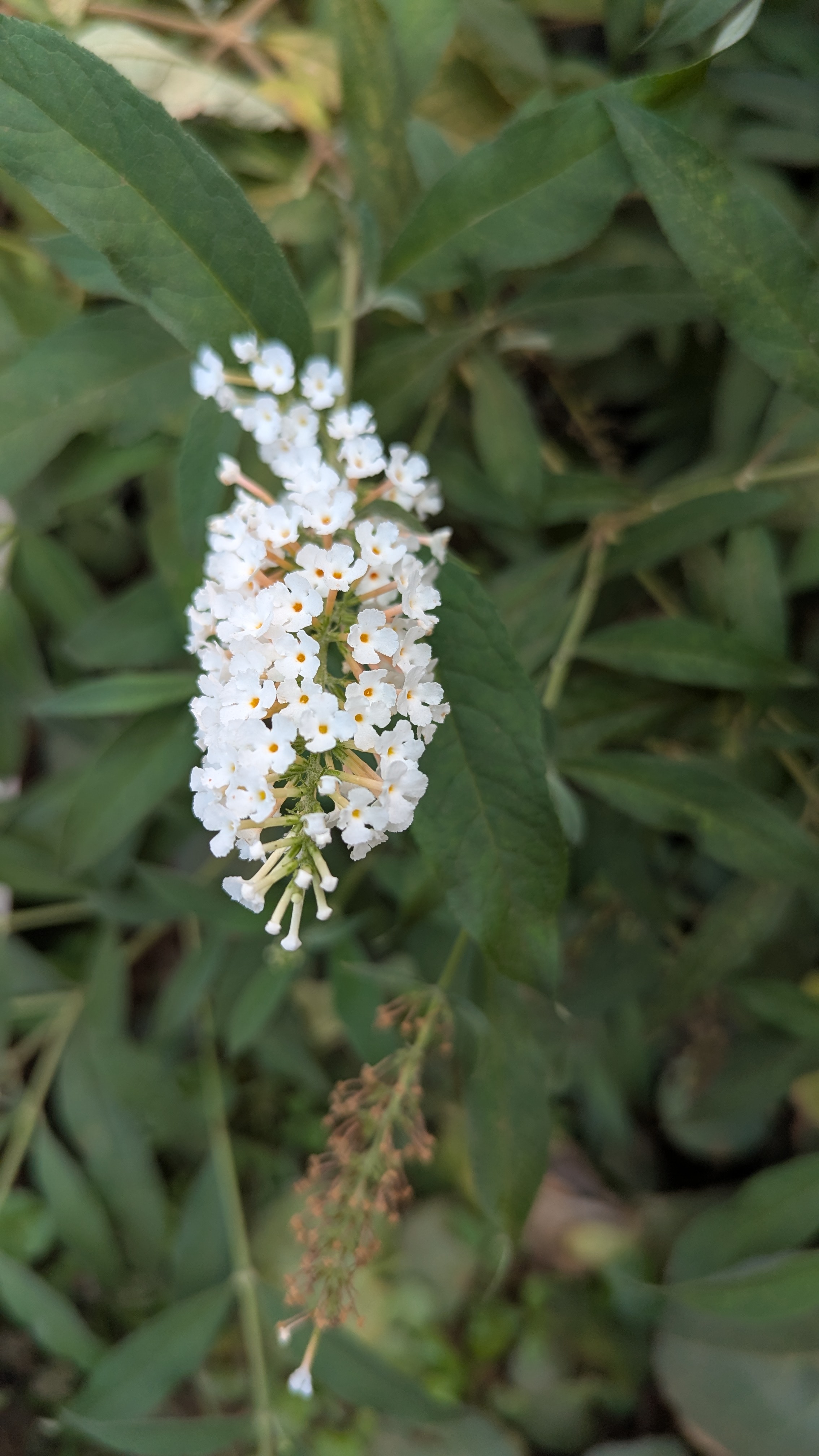 A close-up photograph of a cluster of delicate white flowers with small, orange centers, surrounded by green leaves.