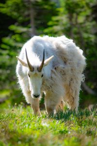 a closeup shot of a mountain goat at glacier national park #summerphotocontest