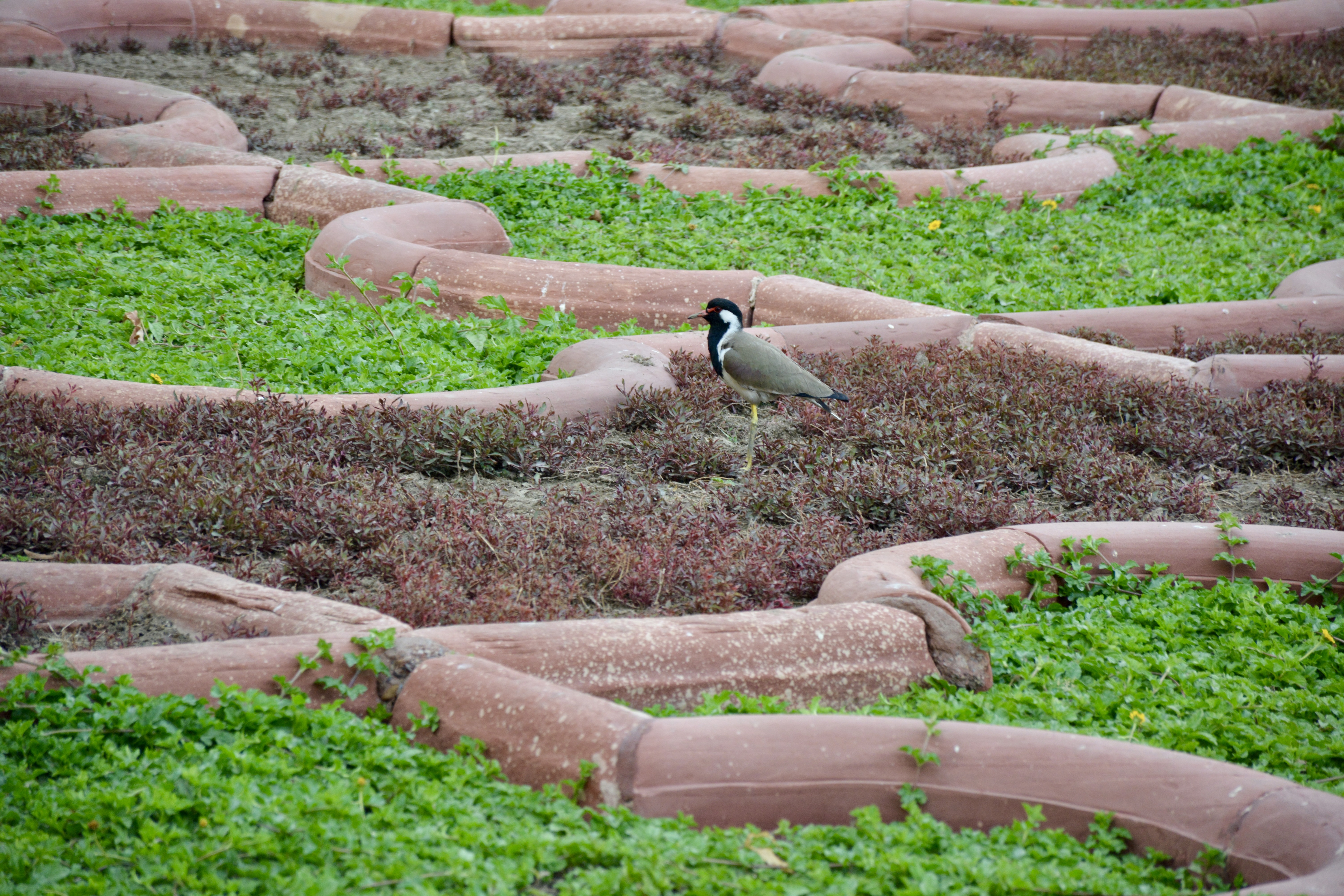 A Red-wattled Lapwing (Vanellus indicus) stands among patterned garden beds bordered by red sandstone. Captured at Agra Fort, Uttar Pradesh, India.