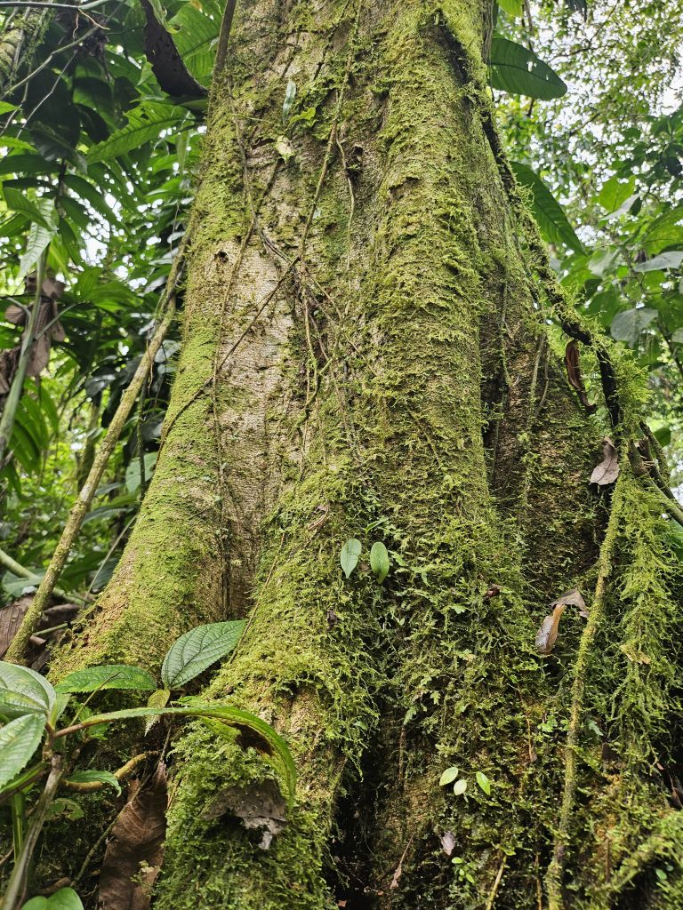 Tree trunk covered with moss and small plants in the middle of a tropical forest, surrounded by green vegetation and wet leaves.
Tronco de árbol cubierto de musgo y pequeñas plantas en medio de un bosque tropical, rodeado de vegetación verde y hojas húmedas.