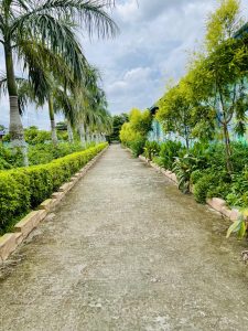 A scenic pathway lined with palm trees and lush greenery.