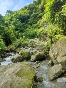 A serene view of a rocky stream winding through a lush green forest. 