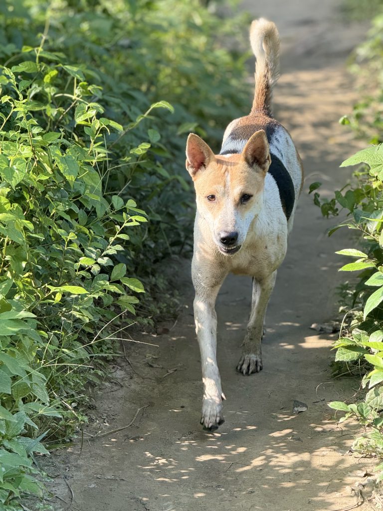A dog with a predominantly white fur coat featuring a brown patch on its back and face is walking along a narrow dirt path.
