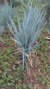 A cluster of green, tall, slender onion plants with pointed leaves is growing in a garden. The plants have a bluish tint and are surrounded by small, lush green ground cover vegetation.