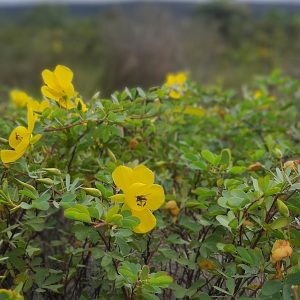 A close-up view of vibrant yellow flowers blooming among lush green foliage. The flowers are set against a blurred background of more greenery, suggesting a natural outdoor setting. A small insect is depicted on one of the flowers, highlighting the activity of pollinators in the environment.