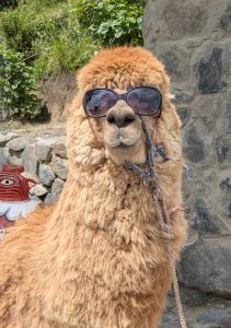 Close-up of a brown fluffy alpaca wearing dark sunglasses, giving it a playful and stylish expression.