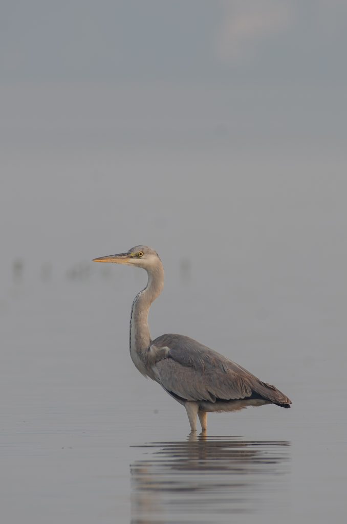 A gray heron standing in shallow water, with its body partially reflected in the calm surface.