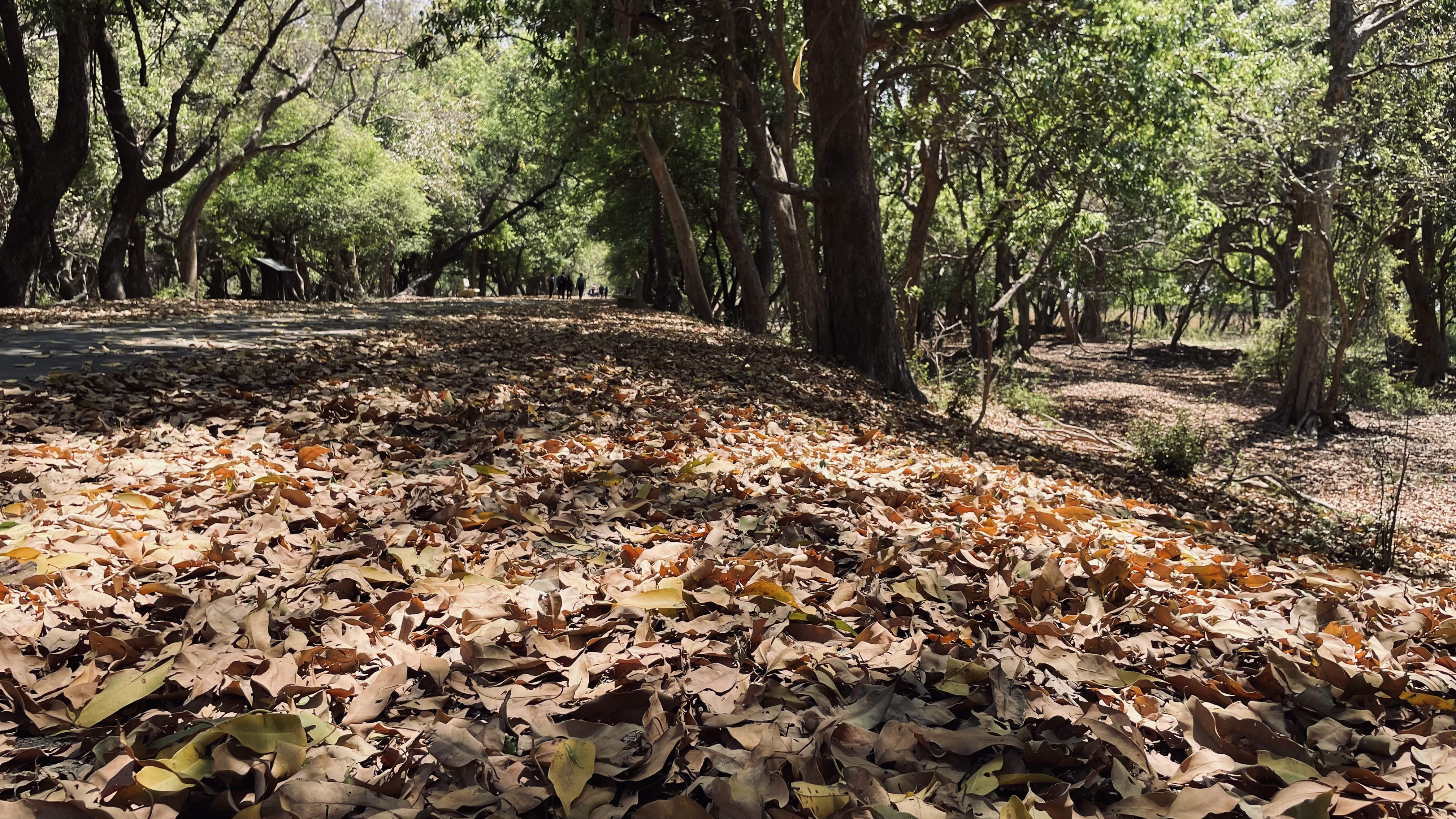 A serene path in Keoladeo National Park covered with a carpet of fallen leaves, framed by lush green trees under the summer sunlight.