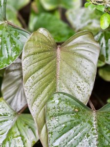 A heart-shaped Philodendron erubescens or Philodendron rugosum leaf glistening with raindrops, freshly captured in Perumanna, Kozhikode. The smooth, green surface and blurred background bring out the leaf’s simple beauty.
