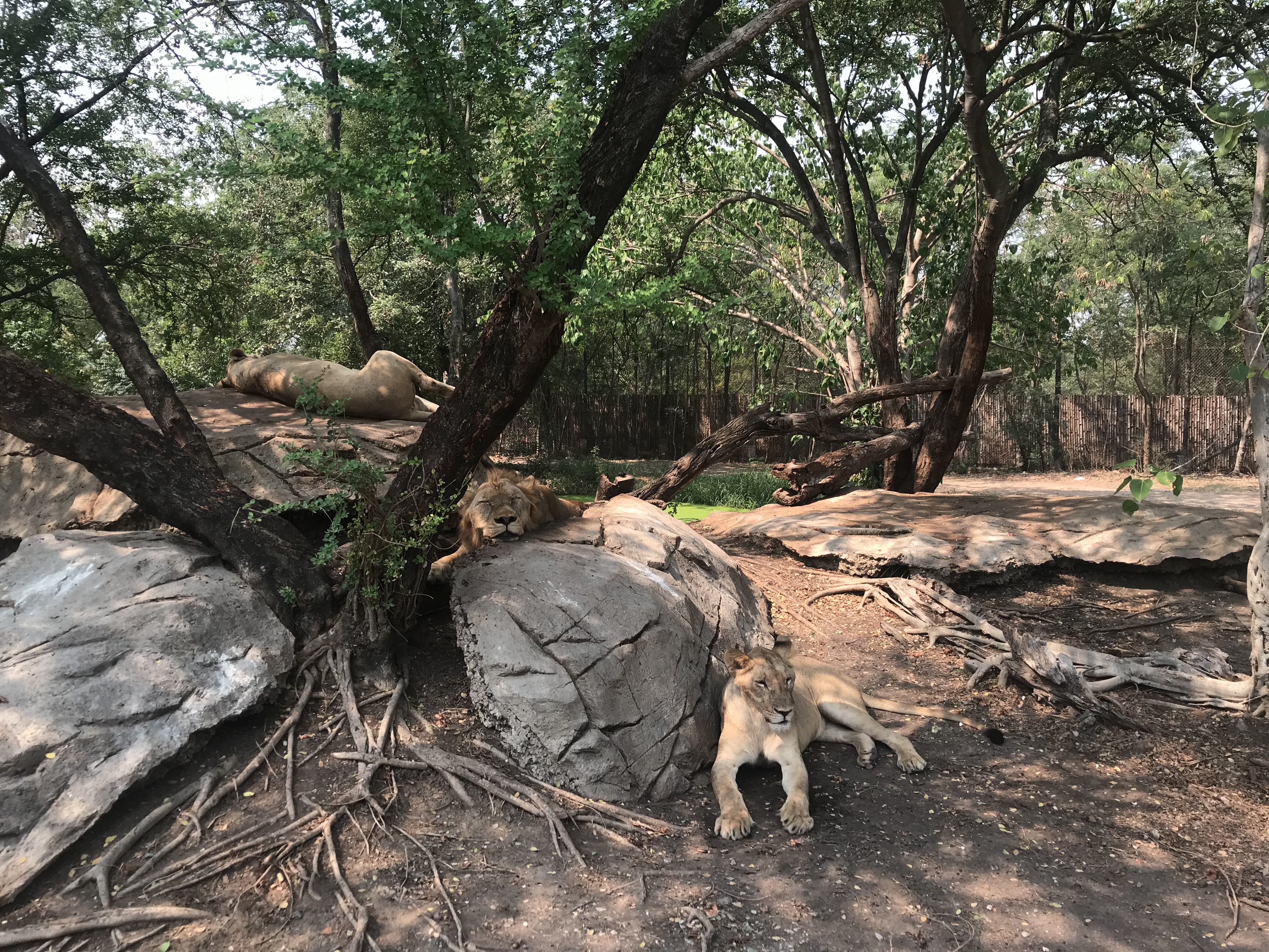 Three lions are resting among large rocks and under trees. One lion is on top of a rock, one is lounging on a lower rock, and a third is sleeping on a high rock in the background.
