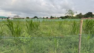 A lush green field with tall grasses and crops, bordered by a blue mesh fence. In the background, there are several buildings and a large arched structure, under a cloudy sky. The scene conveys an agricultural or rural setting, with patches of greenery and a few trees scattered throughout.