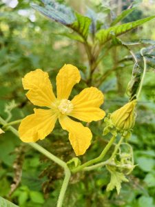 A vibrant yellow flower with five petals is prominently displayed, surrounded by lush green foliage.