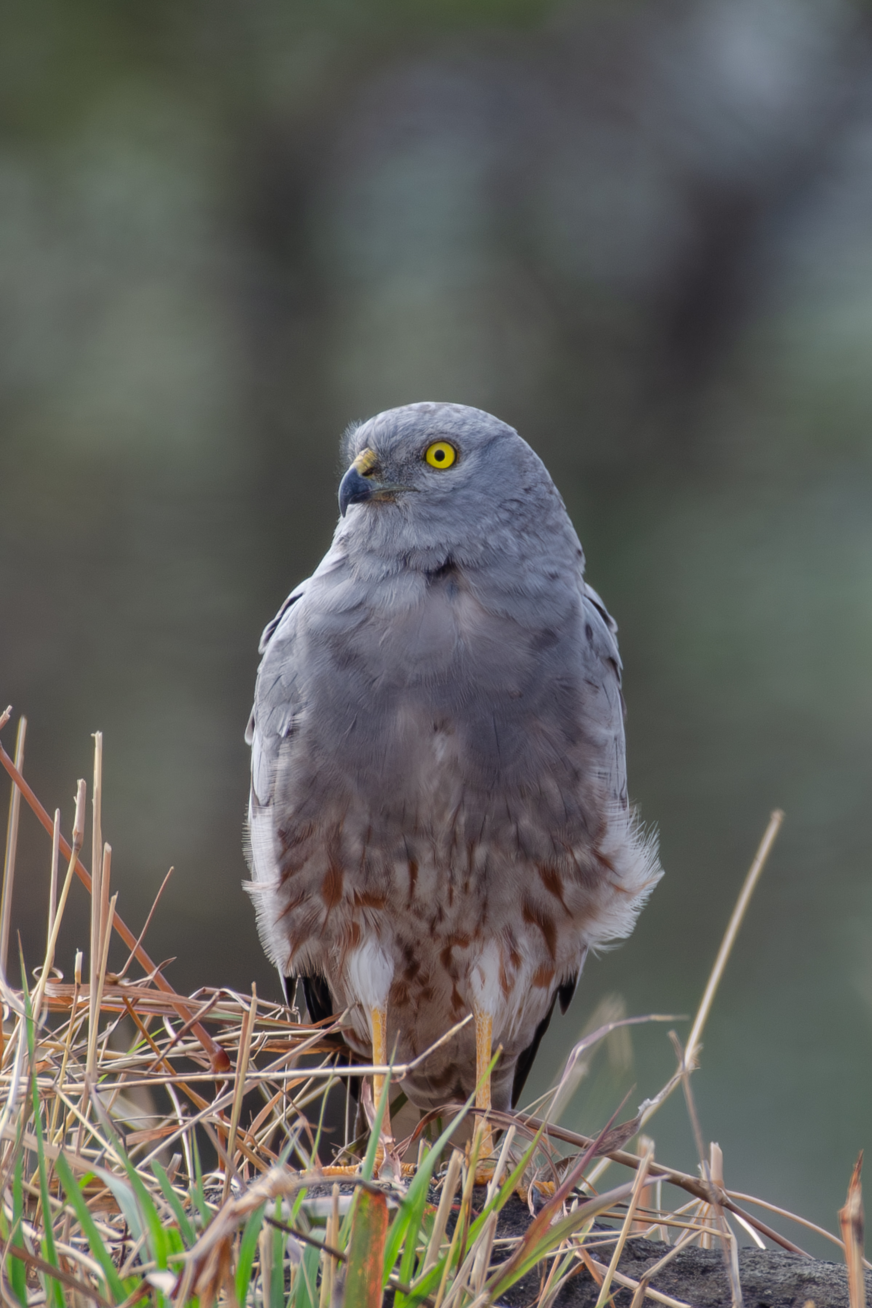 A male Montagu’s Harrier on the ground, with pale grey plumage, yellow eyes, and barred brownish underparts among dry grasses.