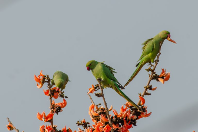Three Rose-ringed Parakeets perched on a flowering tree, their green feathers contrasting with bright orange blossoms.
