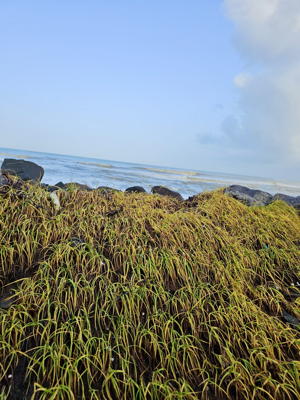 Golden coastal grass sways in the sea breeze as waves roll gently ashore. Captured in Gotheeswaram, Kozhikode.