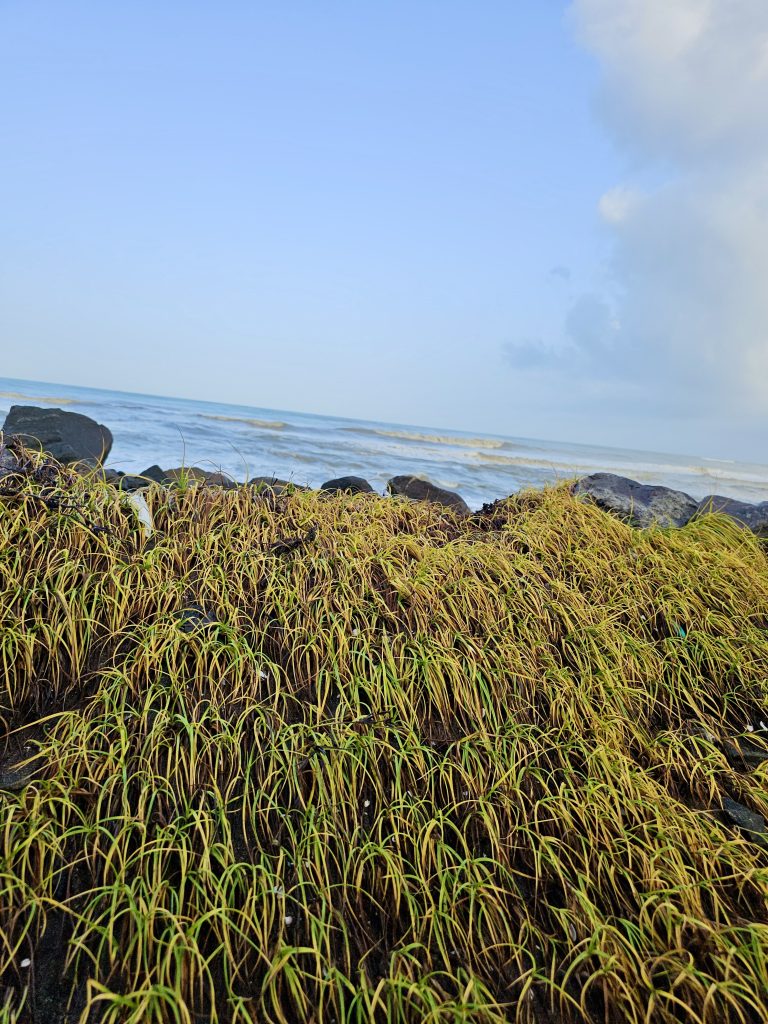 Golden coastal grass sways in the sea breeze as waves roll gently ashore. Captured in Gotheeswaram, Kozhikode.