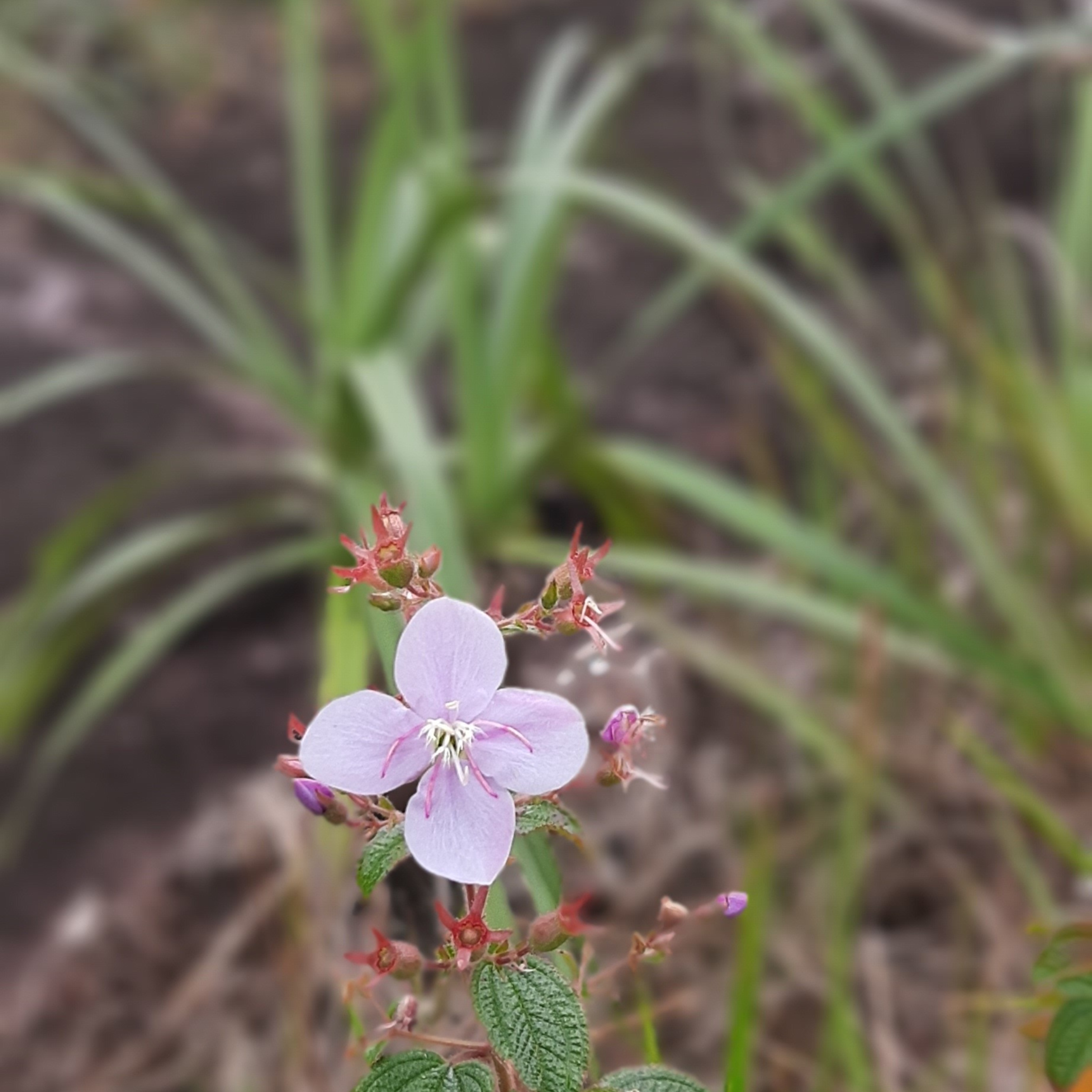 Close-up of a delicate lilac flower with symmetrical petals and white stamens, surrounded by buds and green leaves, against a blurred natural background. Photo taken in Serranía La Macarena, Colombia.