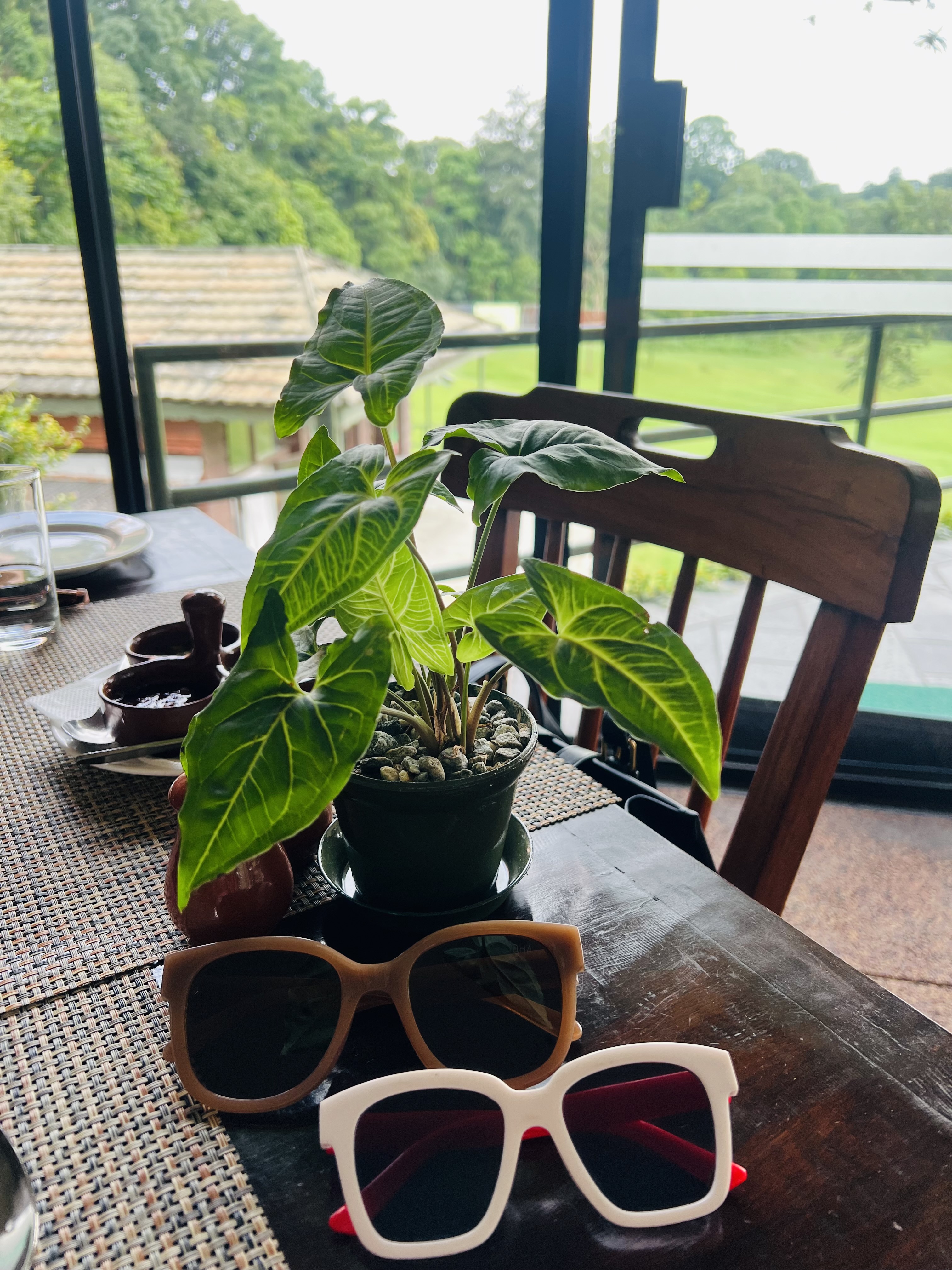 A potted plant with large green leaves and a pair of sunglasses on a wooden table.