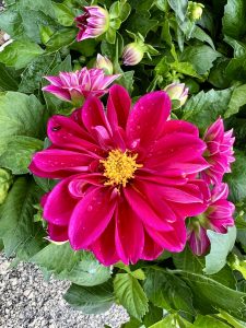 A vibrant pink dahlia flower with large, velvety petals is in full bloom, surrounded by lush green leaves and several tightly closed buds.