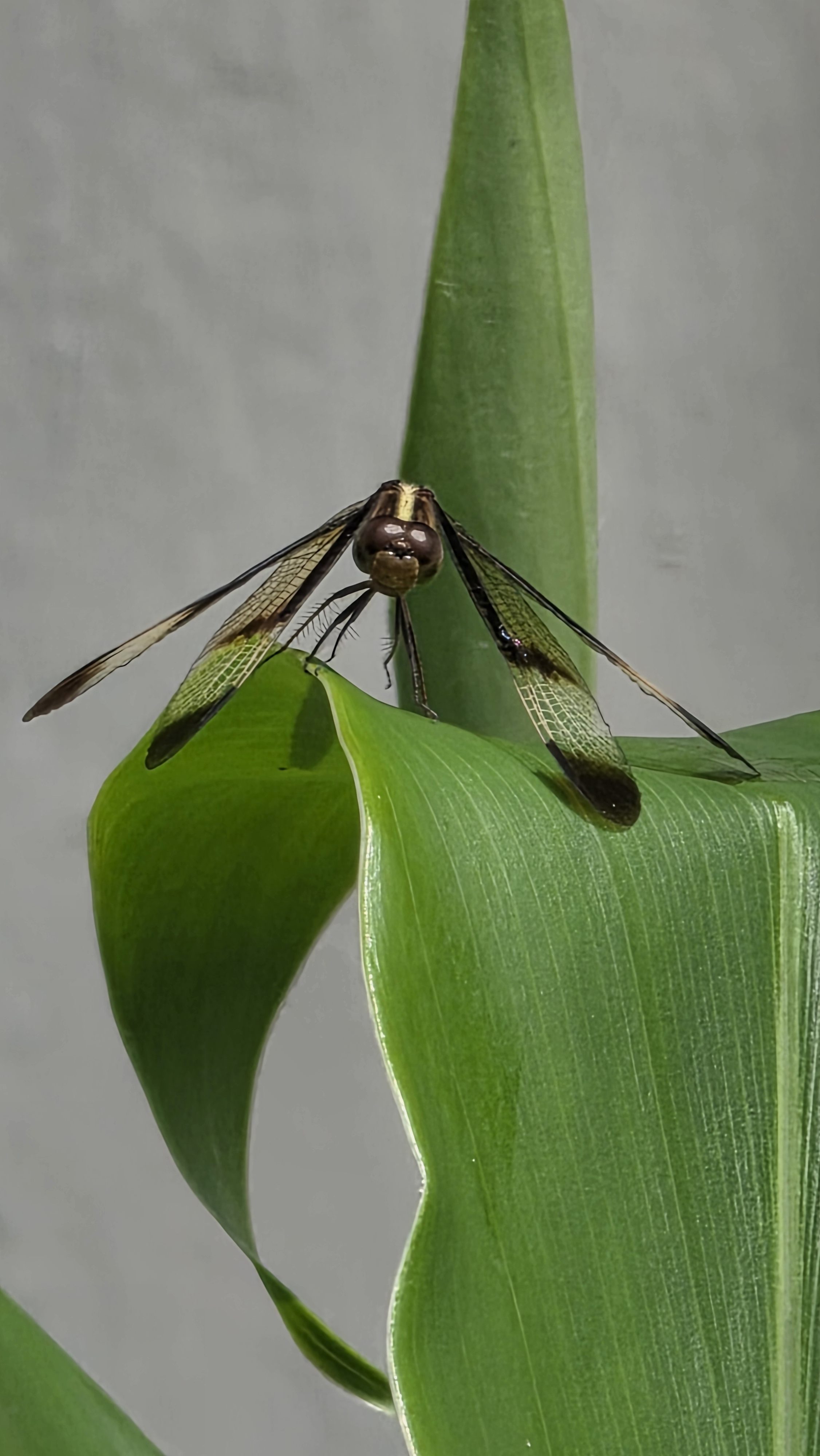 A close-up photograph of a dragonfly, perched on a vibrant green leaf, with its distinctive black and yellow patterned wings spread open.