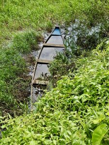A lonely boat rests in swampy grass, filled with still water and silent memories. Captured in Ayamkulam, Mavoor, Kozhikode.