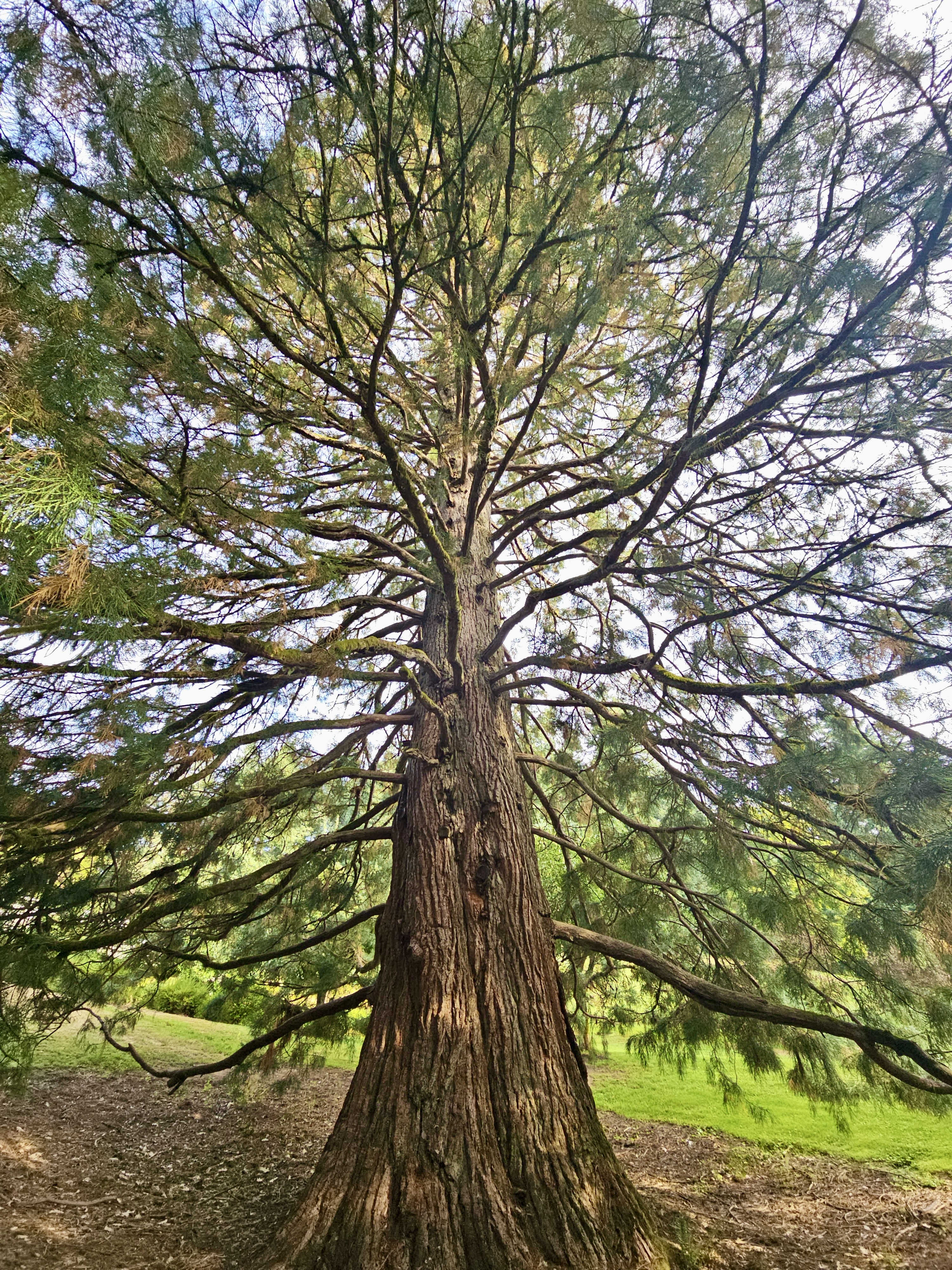 A majestic, ancient-looking tree with a massive trunk and sprawling branches dominates the frame, showcasing its impressive size and natural grandeur. Captured from Washington Park, Portland.