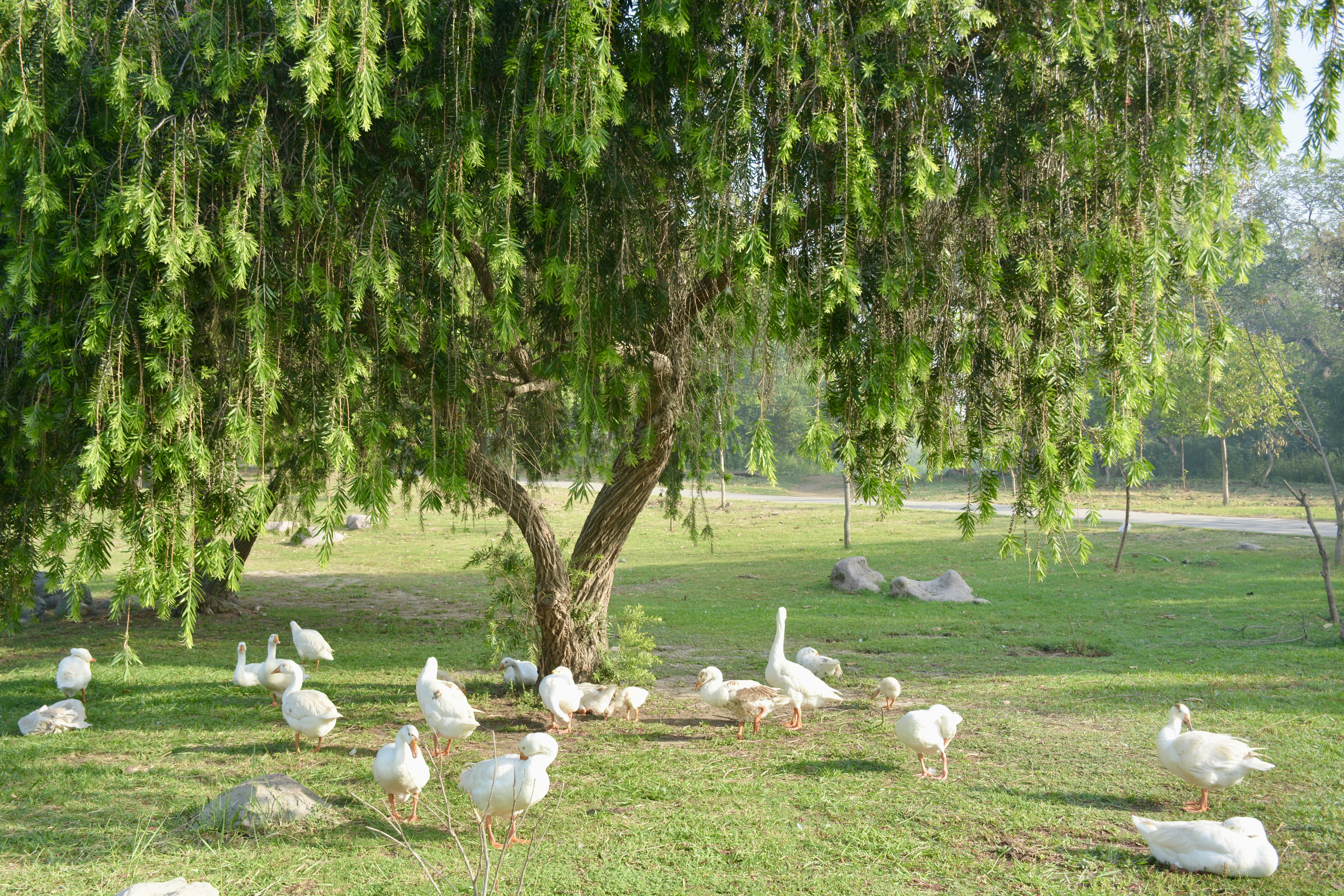 A peaceful group of white geese relaxes under the hanging green branches of a tree in a Delhi park. The soft sunlight and fresh greenery create a calm and refreshing scene. 