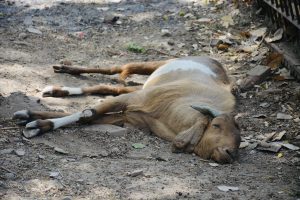 A brown and white goat rests peacefully on the ground, eyes half-closed, enjoying a quiet moment in the shade on a warm day. Captured at Moosi Maharani Ki Chhatri, Alwar, Rajasthan.