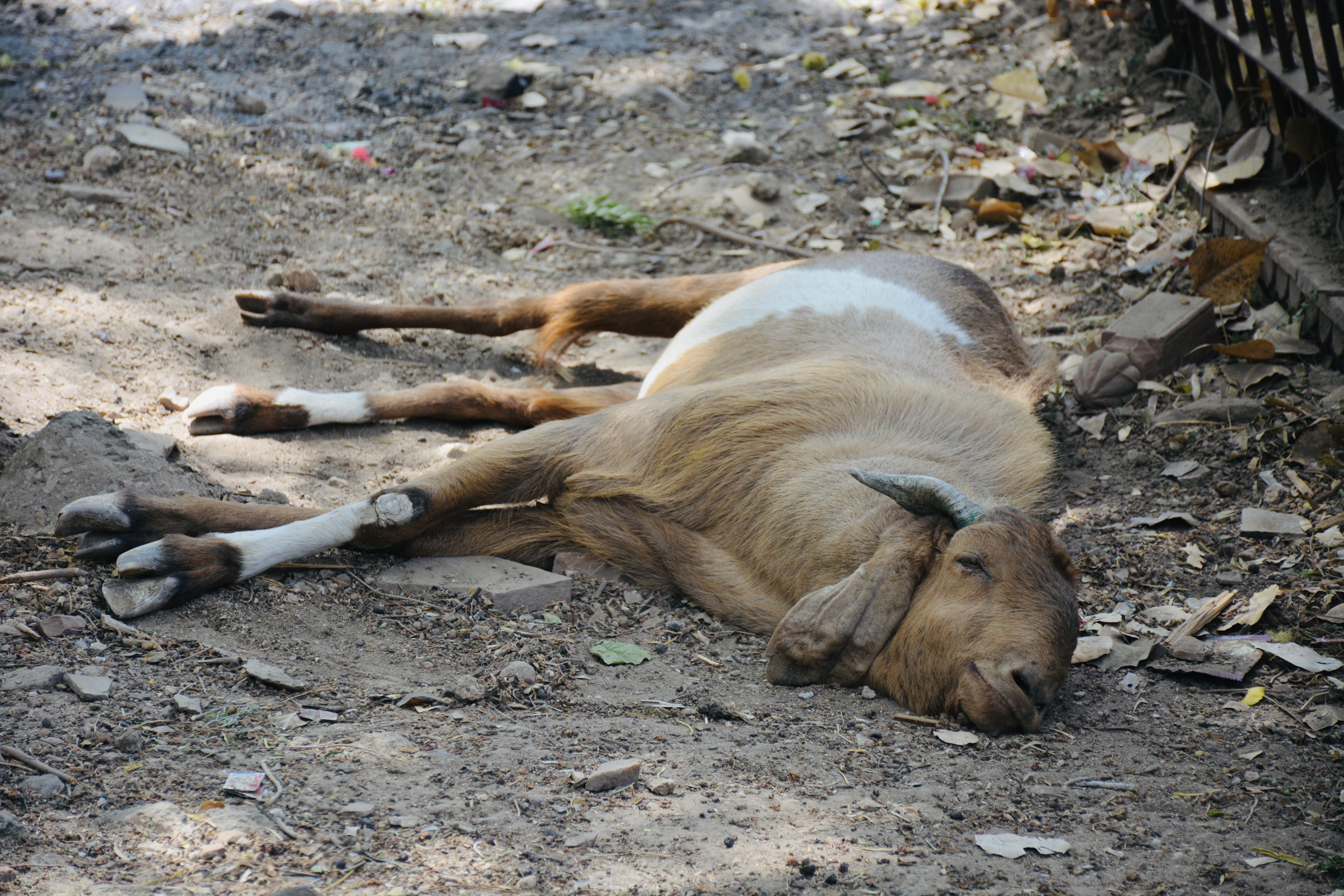 A brown and white goat rests peacefully on the ground, eyes half-closed, enjoying a quiet moment in the shade on a warm day. Captured at Moosi Maharani Ki Chhatri, Alwar, Rajasthan.