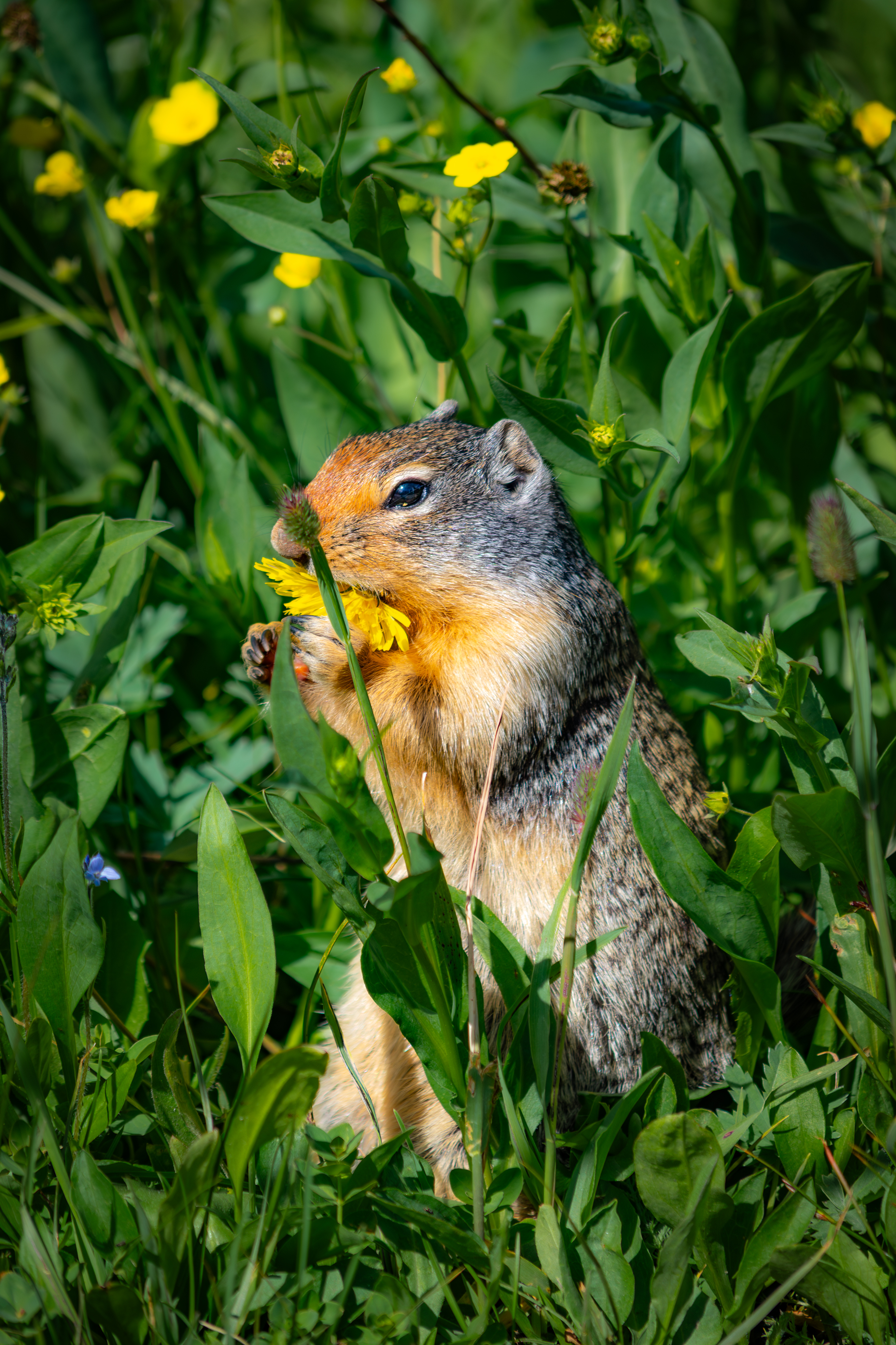 a ground squirrel eating a flower in glacier national park