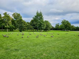 A lush green Niagara park in New York with dozens of Canada geese/goose (Branta canadensis) grazing peacefully under a cloudy sky, surrounded by vibrant summer trees.