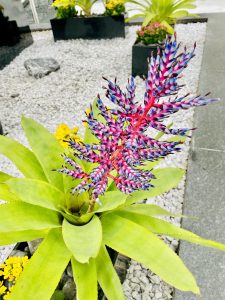 A striking bromeliad with bright green leaves and a vivid pink-purple flower spike, adding a burst of tropical beauty. Captured at Maryland, United States. 