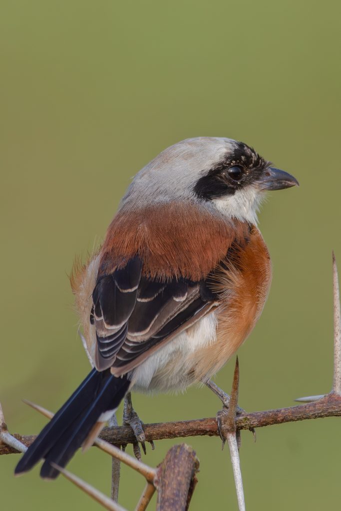 A Bay-backed Shrike with a gray head, black face patch, and reddish-brown chest perches on a thorny branch.