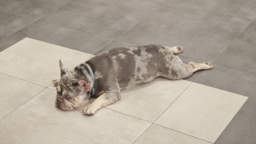 A French bulldog is lying on a tiled floor, resting its head on the ground. The tiles have a light gray and off-white pattern