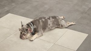 A French bulldog is lying on a tiled floor, resting its head on the ground. The tiles have a light gray and off-white pattern