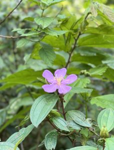 A vibrant purple flower with five petals is prominently featured in the foreground, surrounded by lush green leaves.